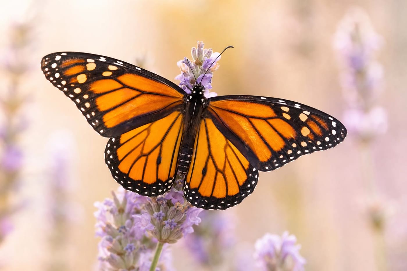 Monarch butterfly